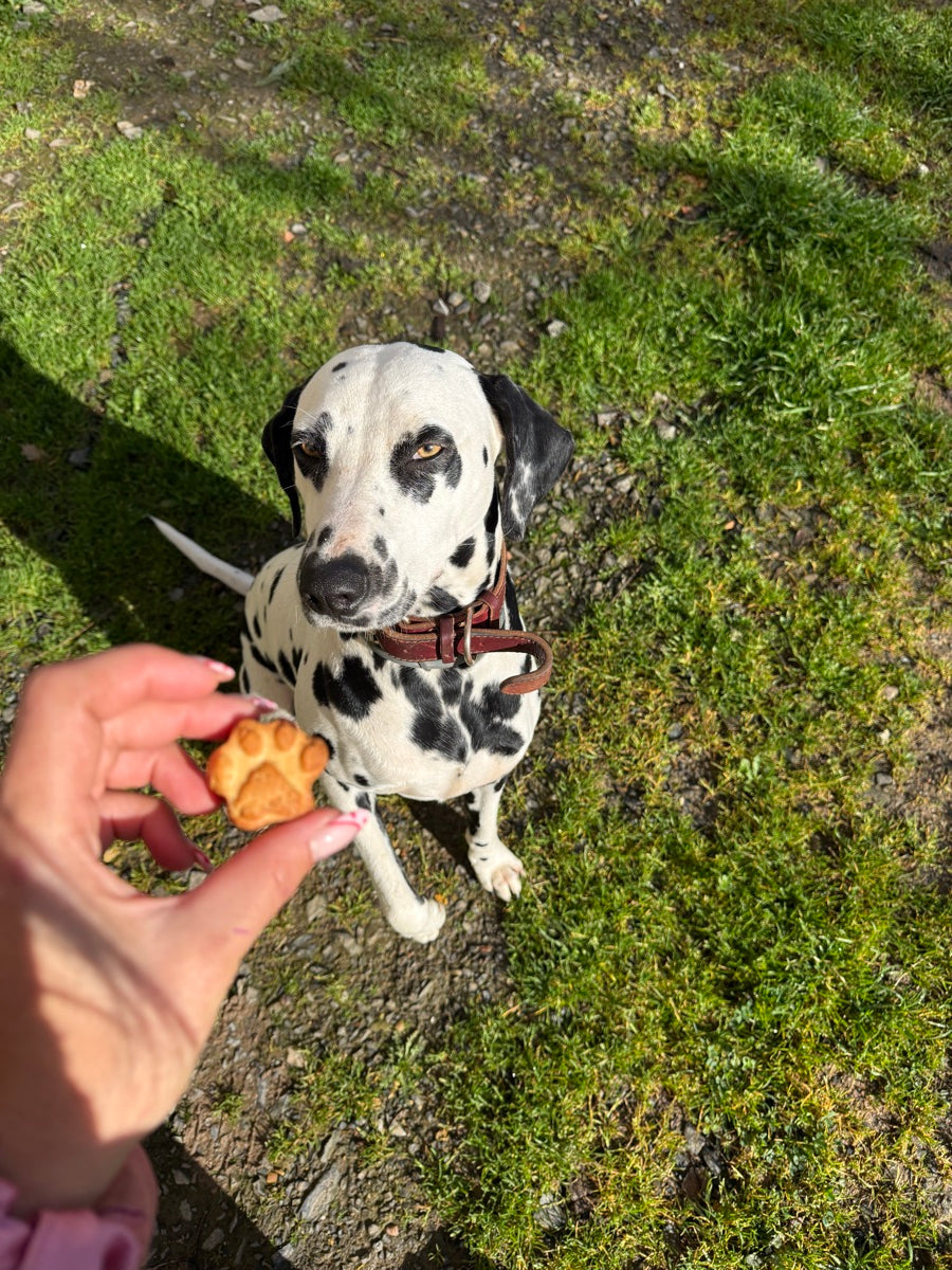A dalmatian being offered a cookie